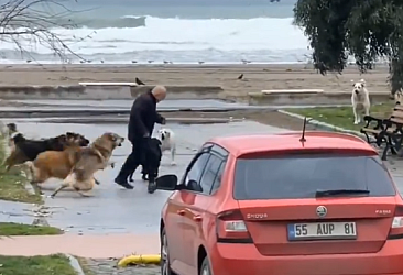 Samsun'da sokak köpekleri bir vatandaşa saldırdı