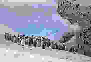 Yeni imparator penguen kolonileri keşfedildi