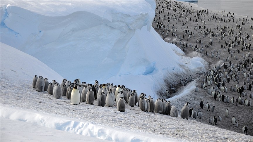 Yeni imparator penguen kolonileri keşfedildi
