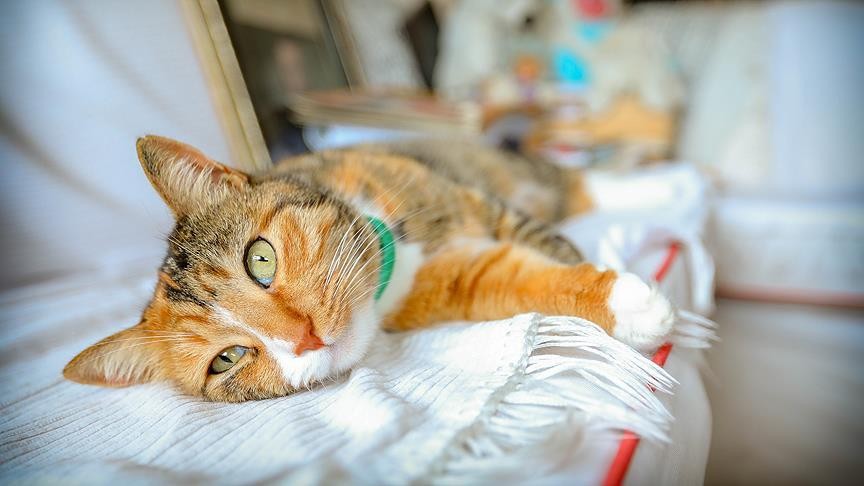 Malatya'da enkazda sıkışan kedi yavrusunu itfaiye kurtardı