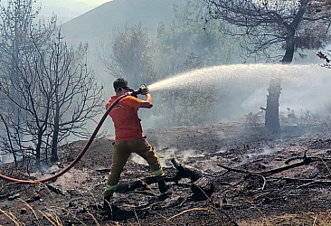 Sakarya'da 8 dönüm ağaçlık alan yandı