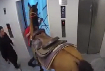 Asansöre at bindirmeye çalıştı