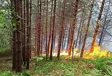Kastamonu'da ormanda korkutan yangın