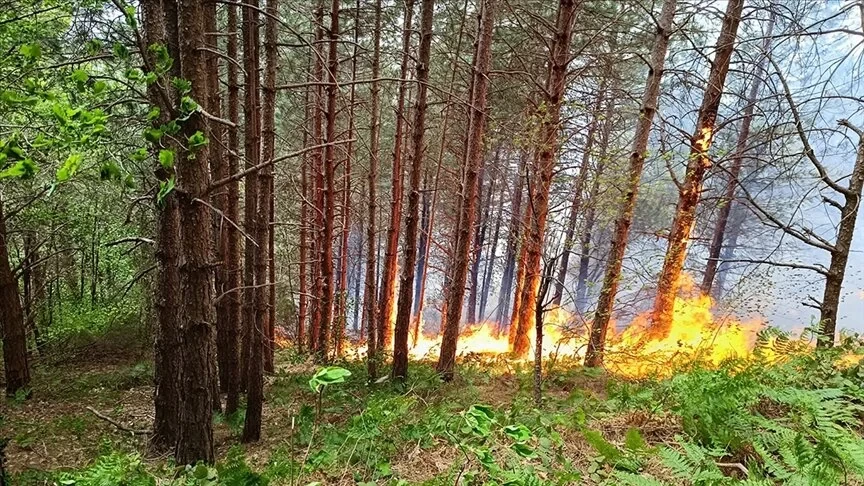 Kastamonu'da ormanda korkutan yangın
