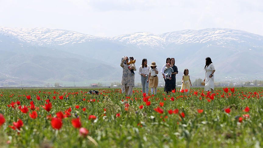 Trabzon'dan Muş'a gelen fotoğraf tutkunları çiçek açan laleleri görüntüledi