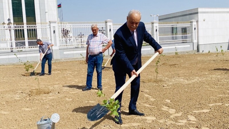 Türkmenistan'da Haydar Aliyev anısına ağaç dikildi