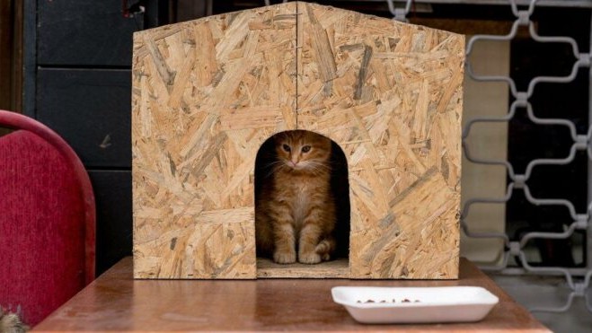 Ankara Büyükşehir Belediyesi kedi ve köpek kulübesi alacak
