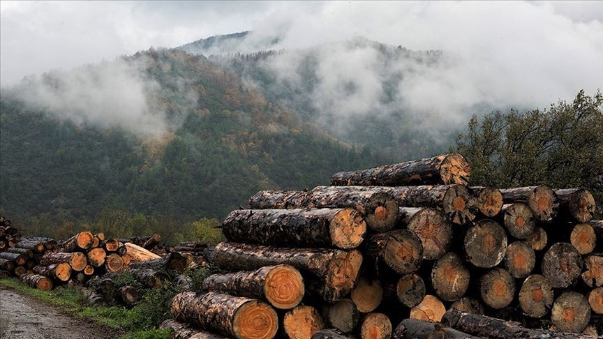 Fransa'da odun şirketlerinin hisseleri borsada yüzde 700 arttı