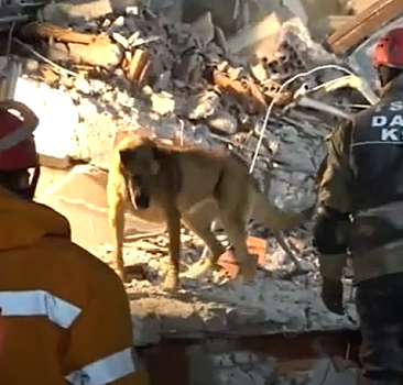 Arama-kurtarma köpeği 'Sıla' 12 kişinin hayatına dokundu