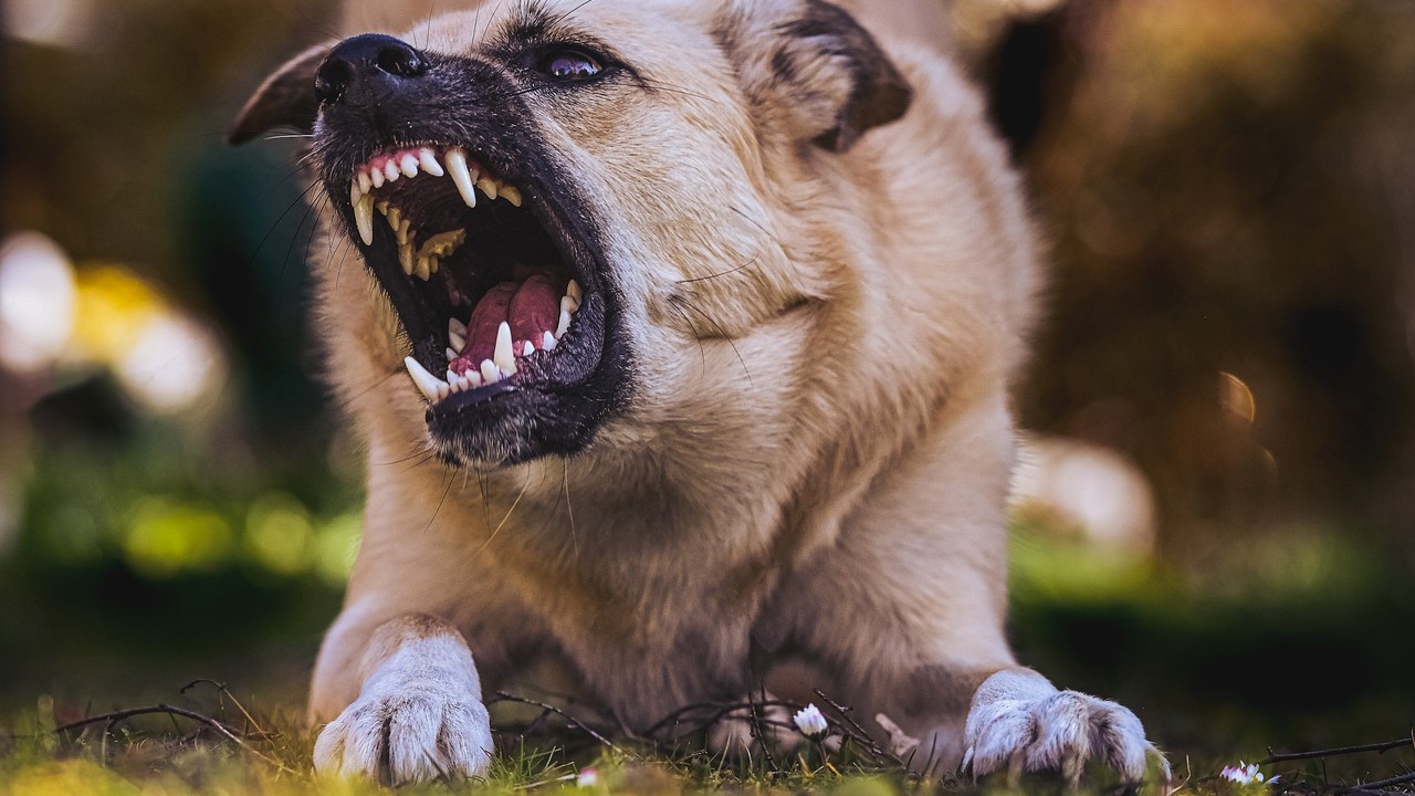 Başıboş köpek tehlikesi artıyor! 5199 sayılı yasa değişmeli