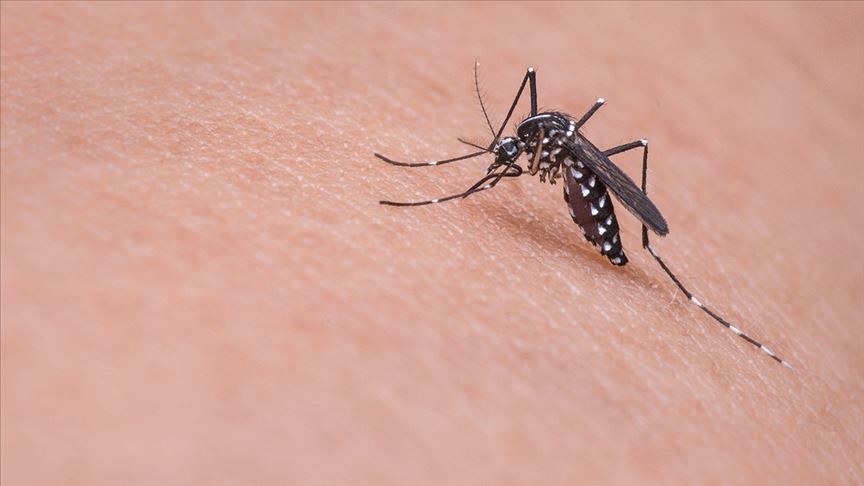 Asya Kaplan Sivrisineği alerjik reaksiyona yol açabiliyor