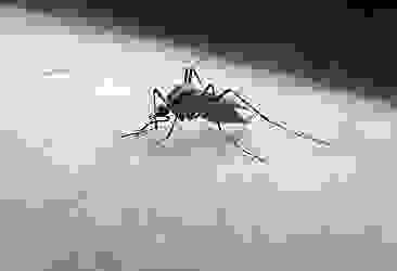 Sivrisinekler insan kokusunu böyle ayırt ediyor