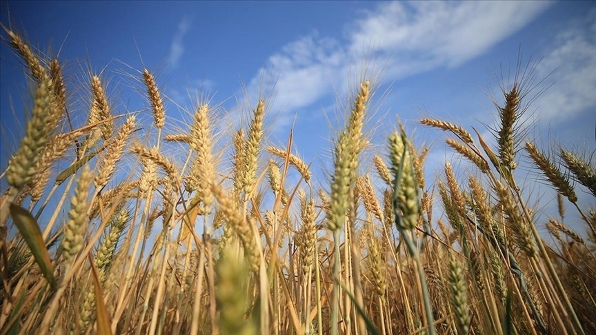 ABD küresel tahıl sorunuyla ilgili açıklama yaptı