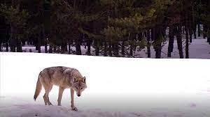 Kars'ta kurt sürüsü ağıla girdi