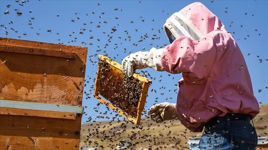 Sakarya'da arıcılar bal üretimi için yaylada mesai yapıyor