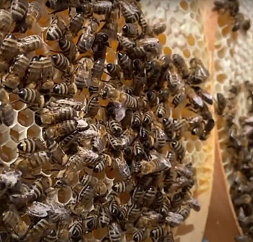 Baba ve çocukları verimli bal hasadı için arı gibi çalışıyor