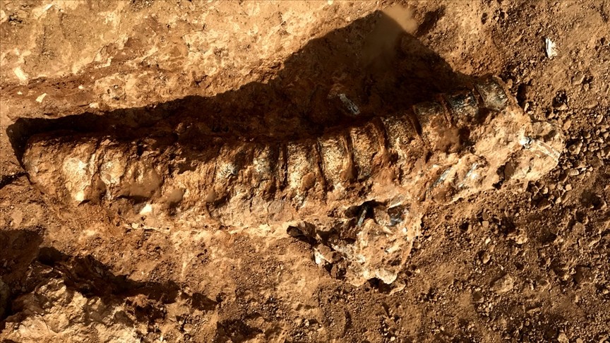 Bilim insanları 890 milyon yıl öncesine ait hayvan fosili buldu