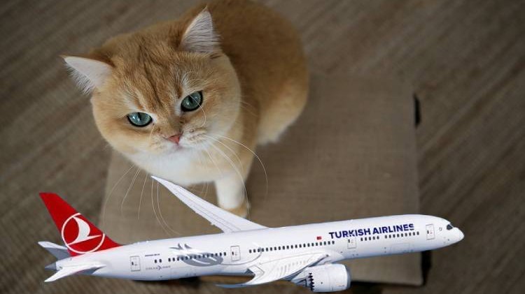 THY uçuşuna kedi rötarı!