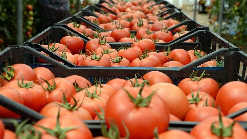 Türkiye'den 54 ülkeye domates ihraç edildi