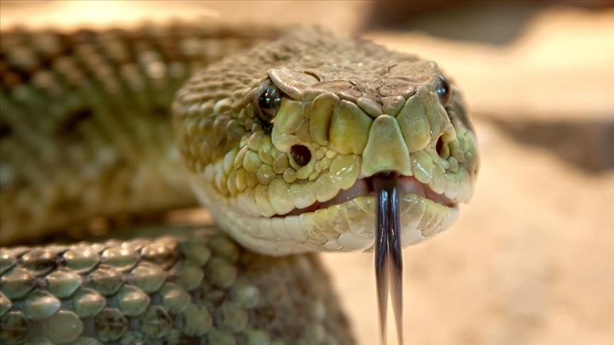 Tokat'ta evin bahçesinde yakalanan yılan doğaya salındı