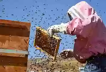Mersin'de polen hasadı başladı