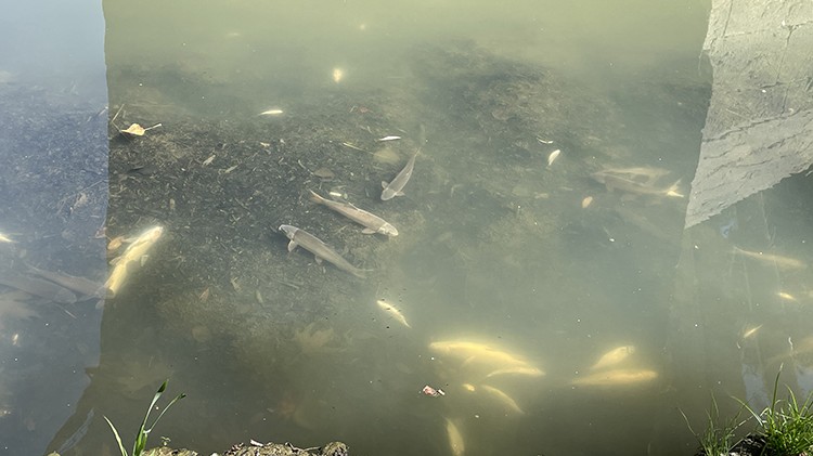 Bartın Irmağı'ndaki balık ölümlerine inceleme kararı