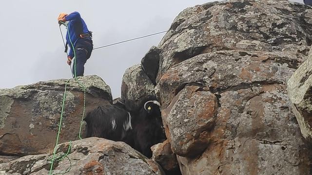 Kayalıklara sıkışan keçilerin yardımına AFAD koştu