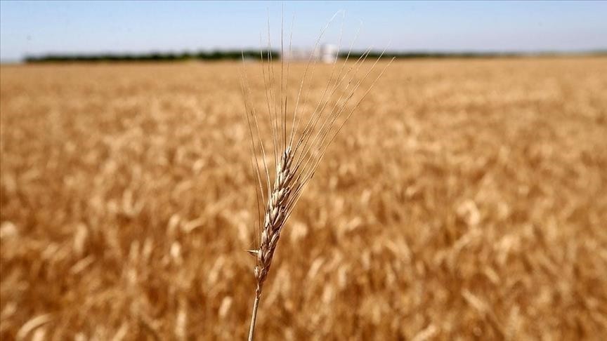 Mısır'ın buğday ithalatına BAE'den destek