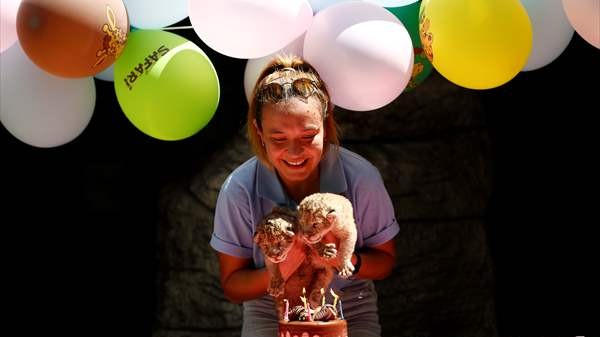 İkiz aslan yavruları için Hoş geldin partisi düzenlendi