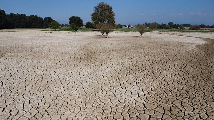 Düzce'de mil kuraklığı alarmı! 3 bin hektara yayıldı