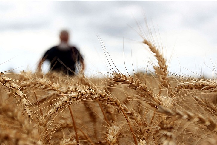 'Hindistan'dan buğday ithalatı' iddialarına bakanlıktan açıklama