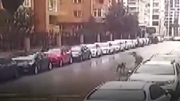 İstanbul'da başıboş köpek dehşeti