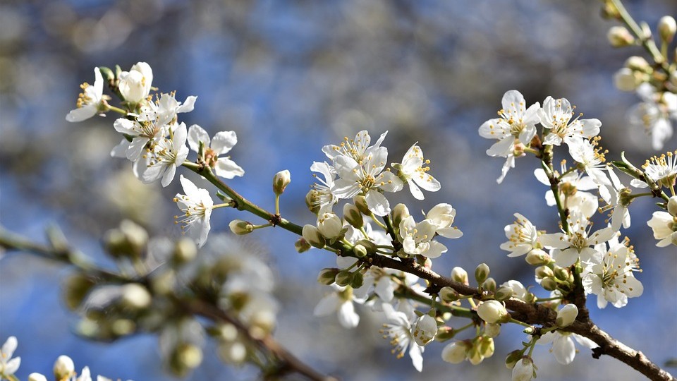 Şubat ayında erik ağacı çiçek açtı
