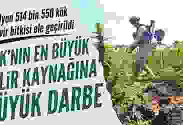 Diyarbakır'da 13 milyon 514 bin 550 kök kenevir bitkisi ele geçirildi