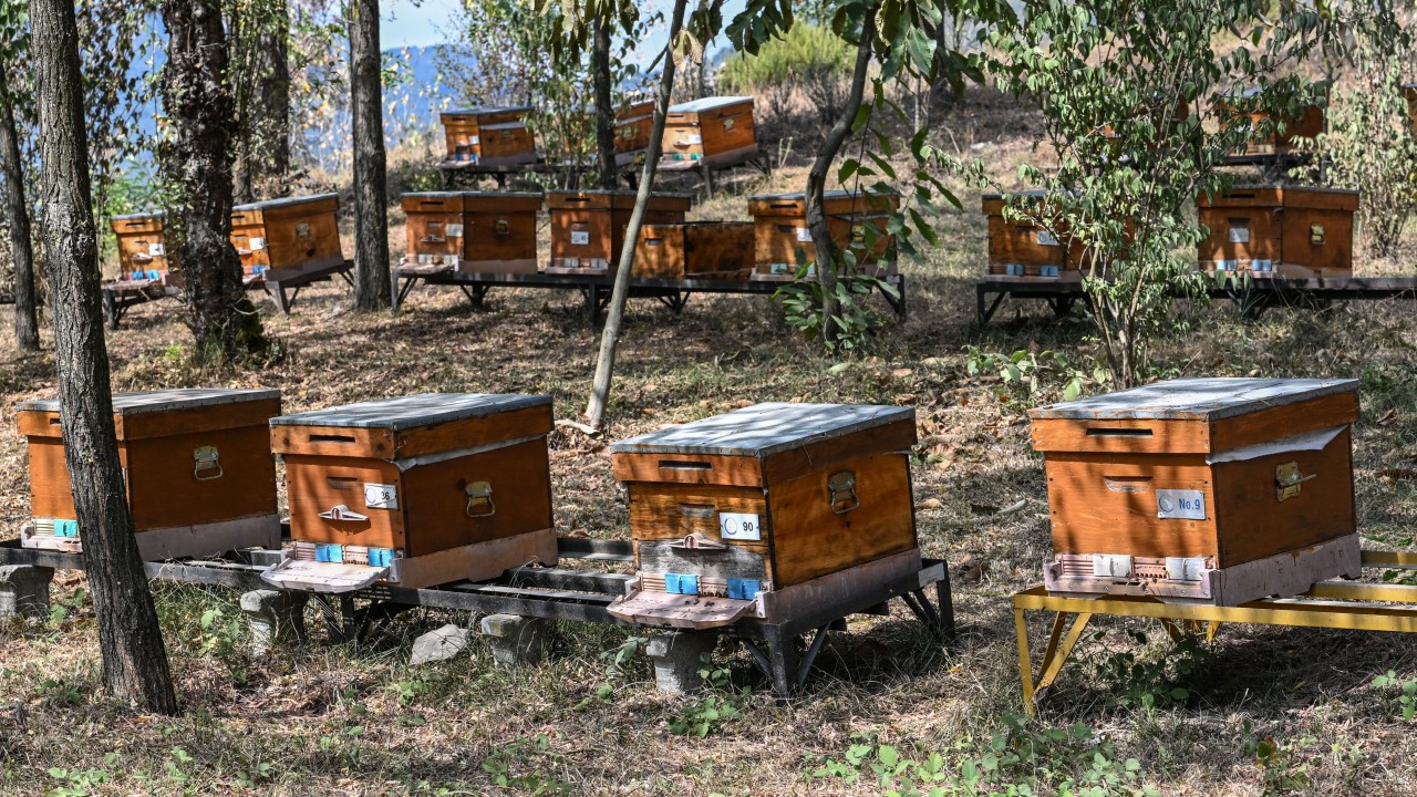 Yaban arılarının azalması tarım zararlılarının çoğalmasına neden oluyor