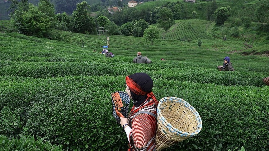 Kirişci: Çay üreticisine budama tazminatı ödemesi başladı