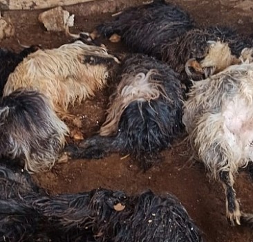 Bitlis'te ahırda havasız kalan 43 hayvan telef oldu