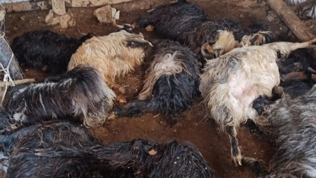 Bitlis'te ahırda havasız kalan 43 hayvan telef oldu