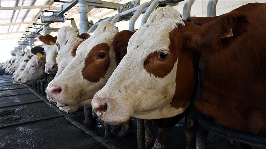 Süt ve süt ürünleri üretimi verileri açıklandı