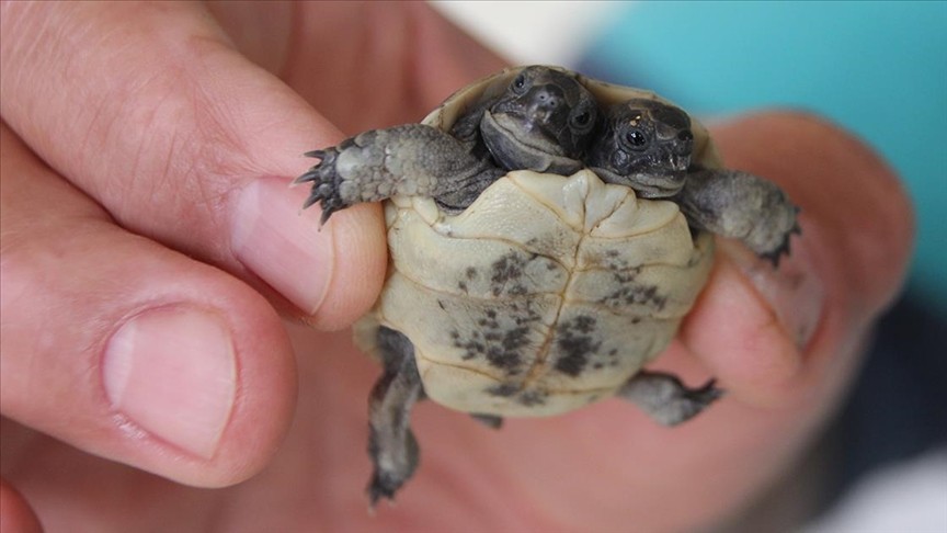 Denizle buluşturulan kaplumbağa sayısı artıyor