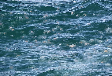 Antalya sahillerinde denizanası paniği