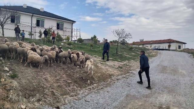 Kaybolan 33 koyun dronla bulundu