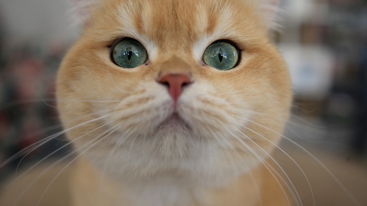 Eskişehir'de bir iş yerinin asma tavanında mahsur kalan kedi kurtarıldı