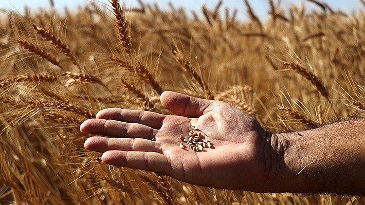 Yeni tarım modeli: 'Sözleşmeli Tarım'