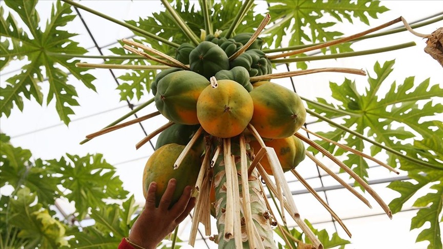 Tropikal meyve üreticileri, daha az su ve bakım isteyen papayayı sevdi