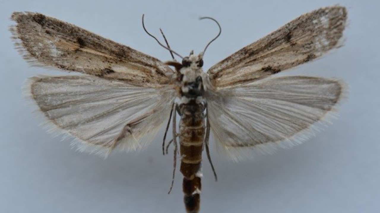 Ağrı Dağı'nda yeni bir kelebek türü tespit edildi