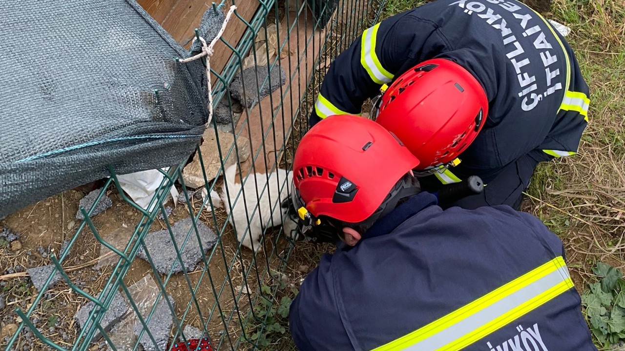 Yalova'da kafası çitlere sıkışan yavru köpeği itfaiye kurtardı
