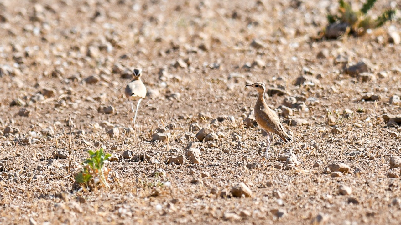 Nadir görülen kuş türü "Çölkoşarı" Şanlıurfa'da fotoğraflandı