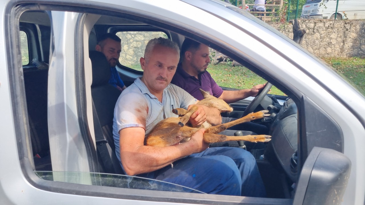 Düzce'de köpeklerin saldırısından kurtarılan karaca yavrusu tedavi altına alındı