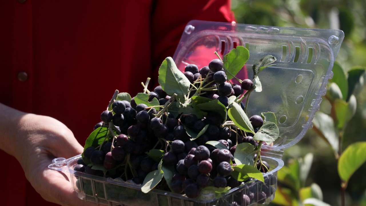 "Süper meyve" aronya Bayburtlu çiftçilere yeni gelir kapısı olacak